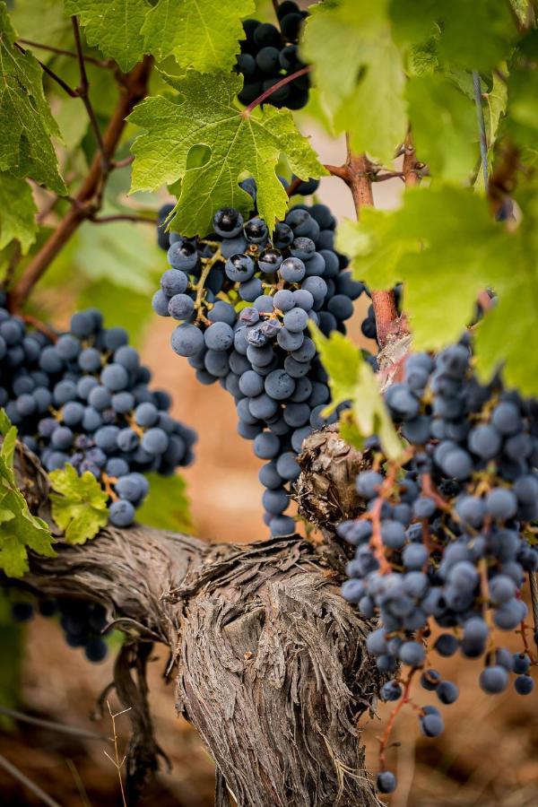 Domaine Rabiega - Vineyard And Boutique Hotel Draguignan Eksteriør billede