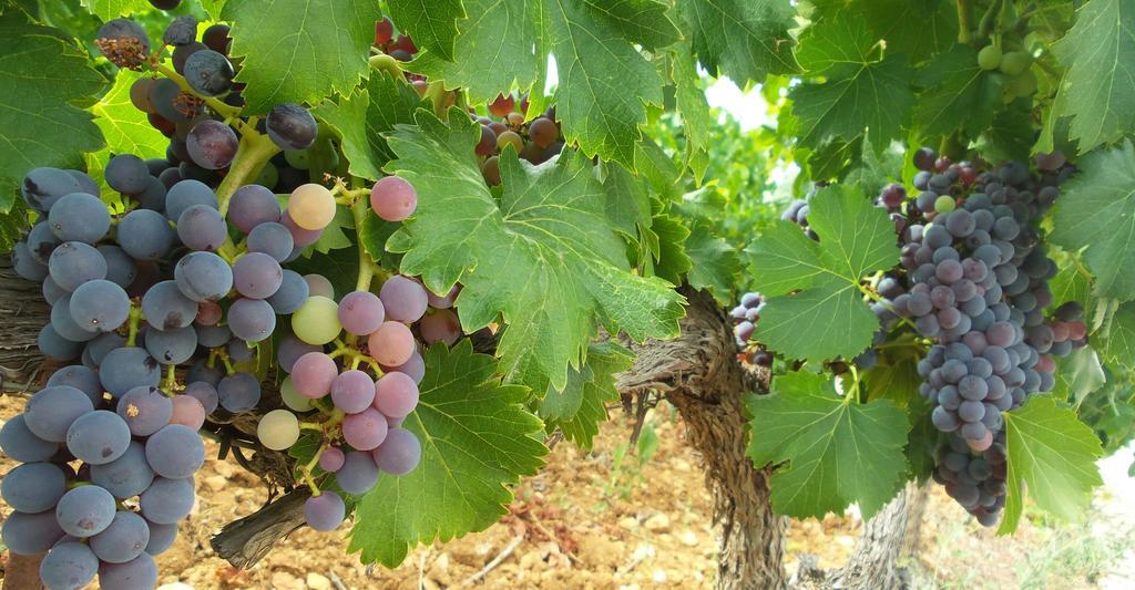 Domaine Rabiega - Vineyard And Boutique Hotel Draguignan Eksteriør billede